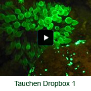 fluo tauchen dropbox1
